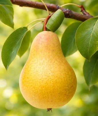 GRUSZA 'UKRAIŃSKA' ogromne owoce