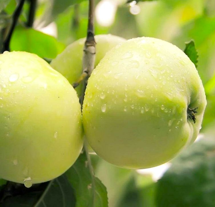 Jabłoń 'PAPIERÓWKA' OLIWKA ŻÓŁTA