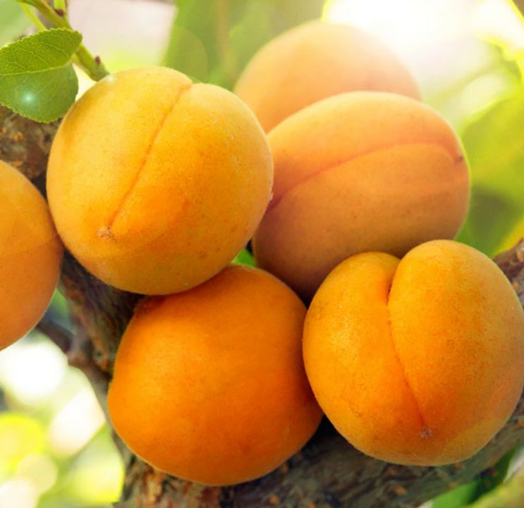 Morela 'HARCOT' duży owoc DESEROWA ODMIANA