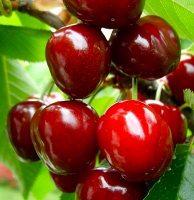 CZEREŚNIA 'REGINA' odporna odmiana KRÓLOWA CZEREŚNII