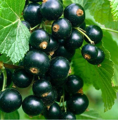 Porzeczka czarna 'TITANIA'- krzaczasta KLASYCZNA POLECANA ODMIANA