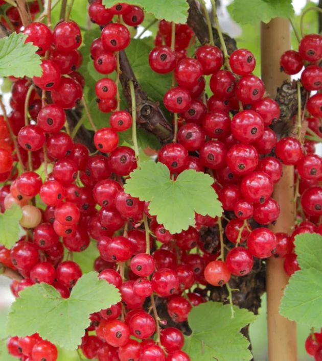 Porzeczka czerwona 'DETVAN' krzaczasta NAJLEPSZA NA SOKI