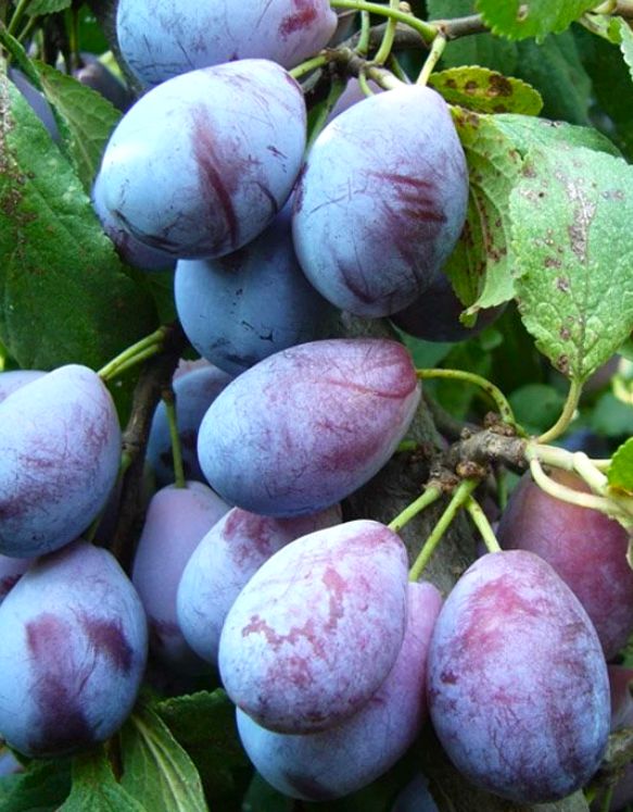 Śliwa 'WĘGIERKA ZWYKŁA' samopylna i odporna