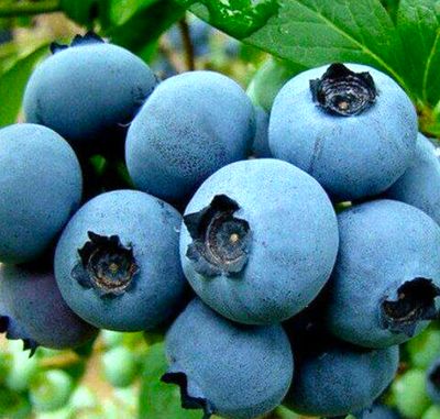 Borówka amerykańska 'BONUS'