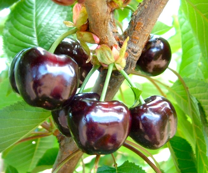 Czereśnia 'BURLAT' duże ciemnoczerwone owoce