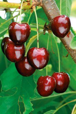 Czereśnia 'HEDELFIŃSKA' stara dobra odmiana