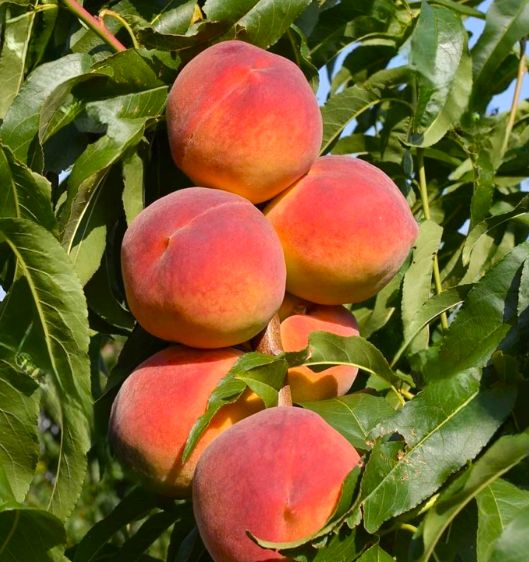 Brzoskwinia 'RAKONIEWICKA' mrozoodporna i plenna odmiana