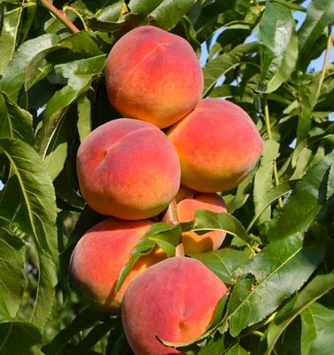 Brzoskwinia 'RAKONIEWICKA' mrozoodporna i plenna odmiana