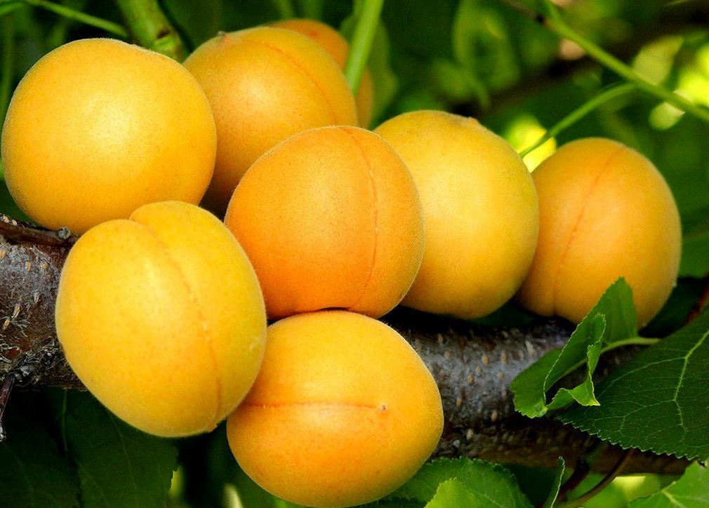 Morela 'EARLY ORANGE' wczesna samopylna