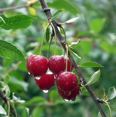 Wiśnia 'GRONIASTA' odporna deserowa odmiana