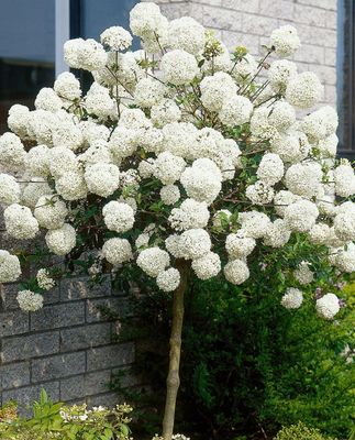 Kalina 'ESKIMO' szczepiona na pniu