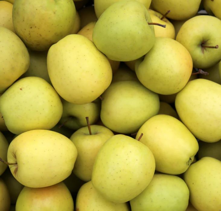 Jabłoń 'GOLDEN DELICIOUS' chrupiąca i soczysta odmiana