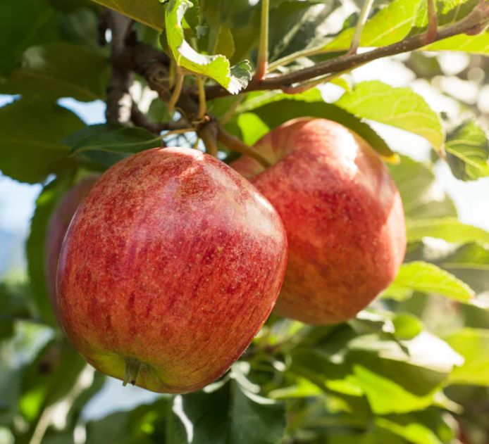 Jabłoń 'GALA' wczesna słodka