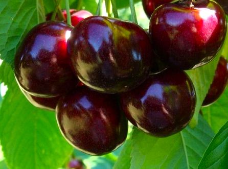 Czereśnia 'UKRAIŃSKA'  OGROMNE OWOCE smaczna i słodka