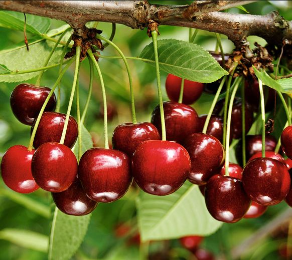 Czereśnia 'KORDIA' późna odporna odmiana