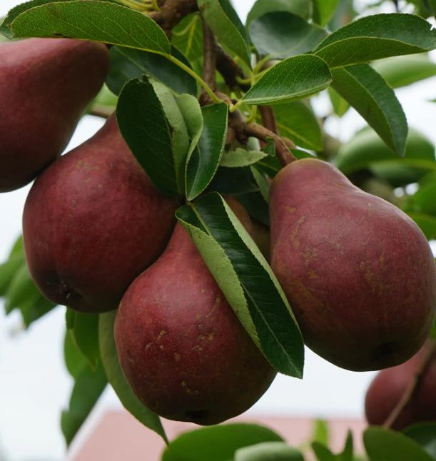Grusza 'RED FAWORYTKA - KLAPSA'