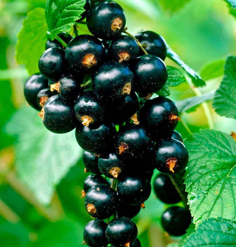 Porzeczka czarna 'TITANIA'- na pniu  KLASYCZNA POLECANA ODMIANA