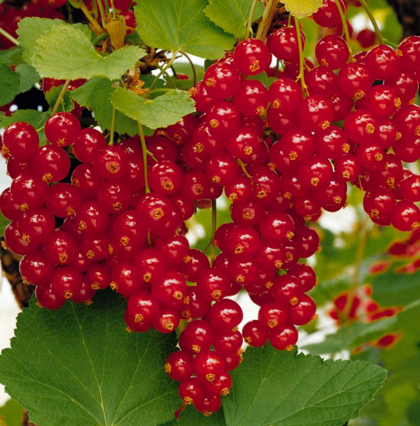 Porzeczka czerwona 'DETVAN' na pniu NAJLEPSZA NA SOKI