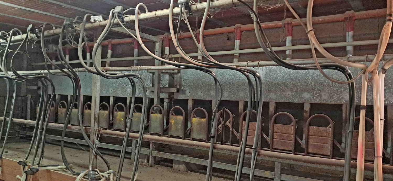 amarre oveja manchega assaf talavera cabra murciano-granadina malagueña guadarrama saneamiento ubre leche alfalfa cordero
