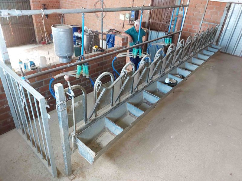 sala ordeño amarre oveja manchega assaf talavera cabra murciano-granadina malagueña guadarrama saneamiento ubre leche alfalfa