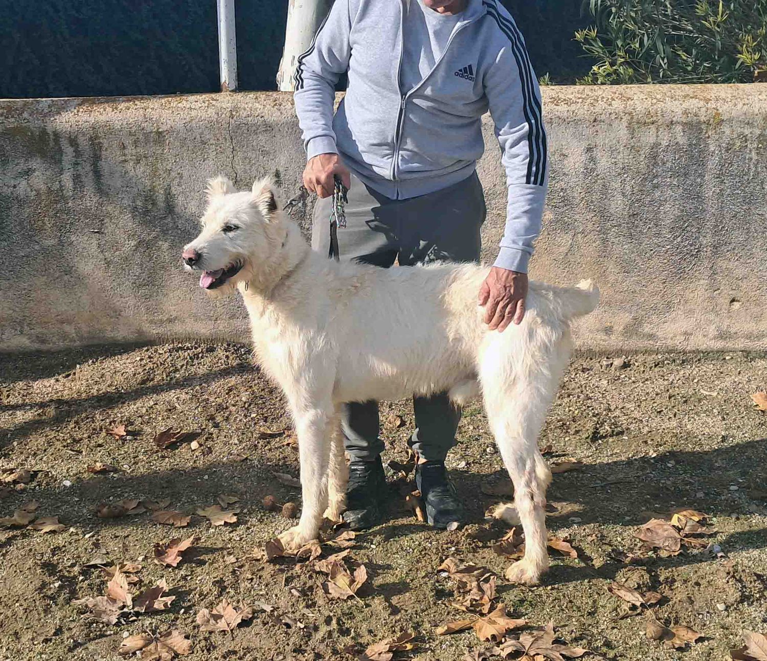 podenco marques valdueza setter alano reala caza mayor menor jabali jabalí ciervo corzo venado coto veda rayón muflon monte