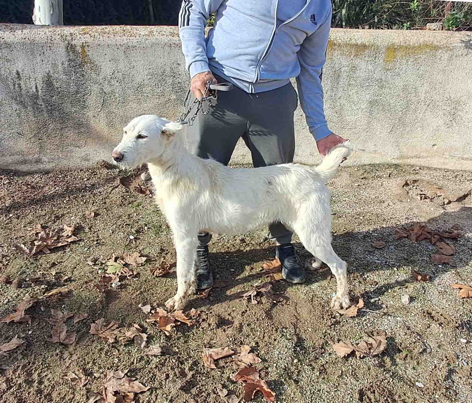 podenco marques valdueza setter alano rehala caza mayor menor jabali jabalí ciervo corzo venado coto veda rayón muflon monte