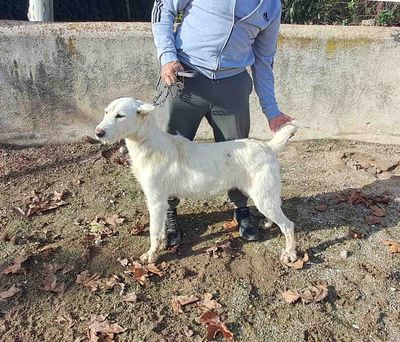 podenco marques valdueza setter alano rehala caza mayor menor jabali jabalí ciervo corzo venado coto veda rayón muflon monte