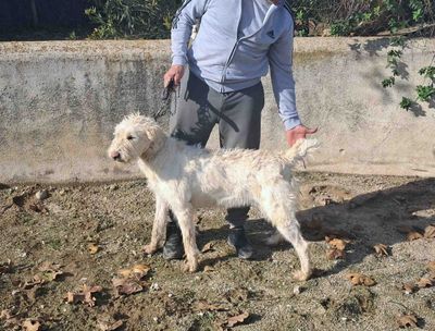 podenco marques valdueza setter alano rehala caza mayor menor jabali jabalí ciervo corzo venado coto veda rayón muflon monte