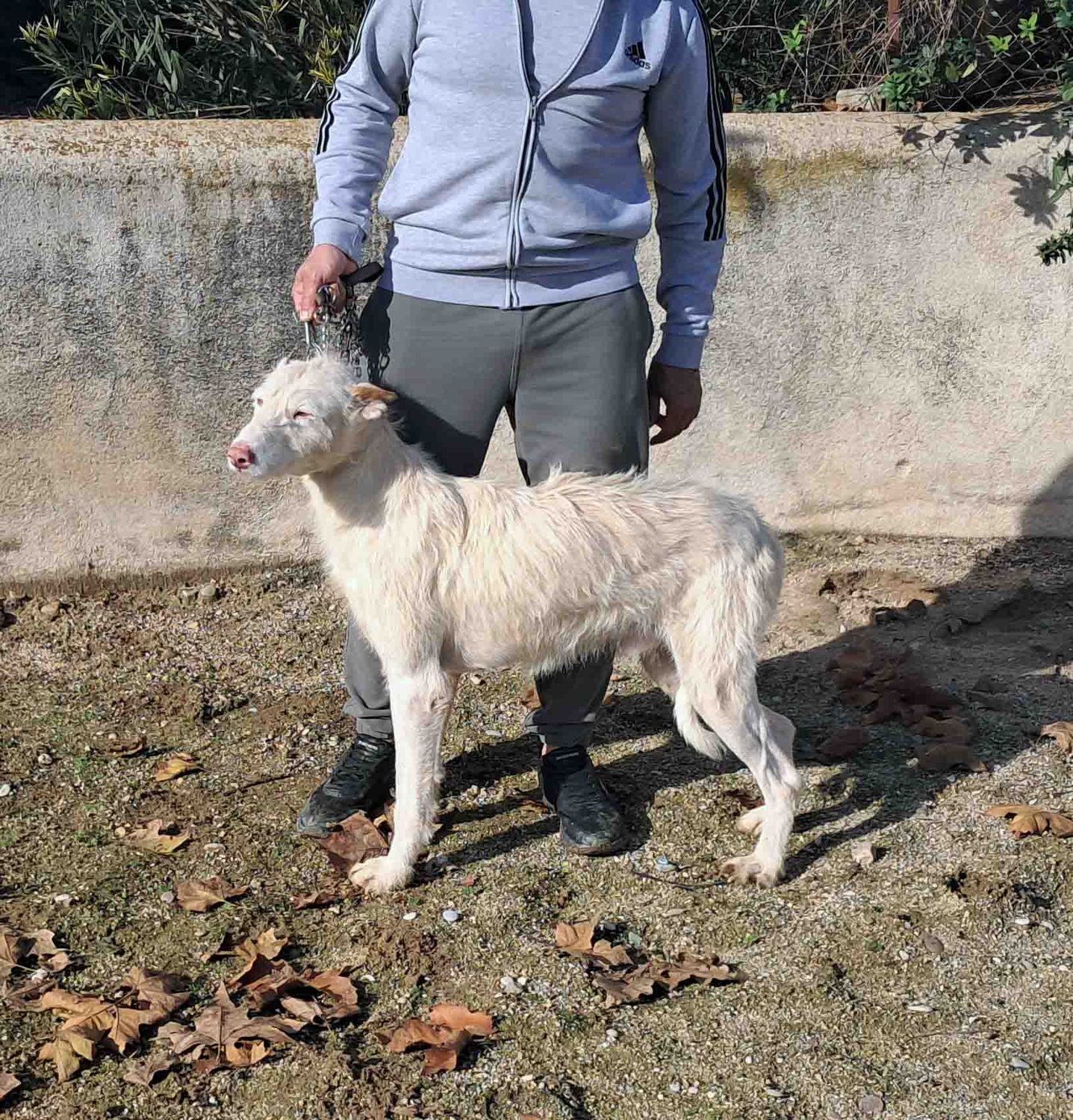 podenco marques valdueza setter alano rehala caza mayor menor jabali jabalí ciervo corzo venado coto veda rayón muflon monte