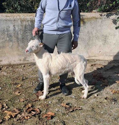 podenco marques valdueza setter alano rehala caza mayor menor jabali jabalí ciervo corzo venado coto veda rayón muflon monte