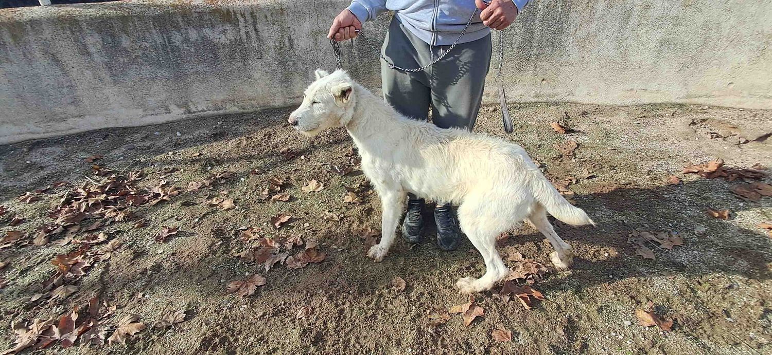 podenco marques valdueza setter alano rehala caza mayor menor jabali jabalí ciervo corzo venado coto veda rayón muflon monte