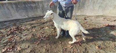 podenco marques valdueza setter alano rehala caza mayor menor jabali jabalí ciervo corzo venado coto veda rayón muflon monte