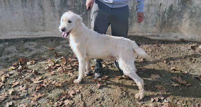 podenco marques valdueza setter alano rehala caza mayor menor jabali jabalí ciervo corzo venado coto veda rayón muflon monte