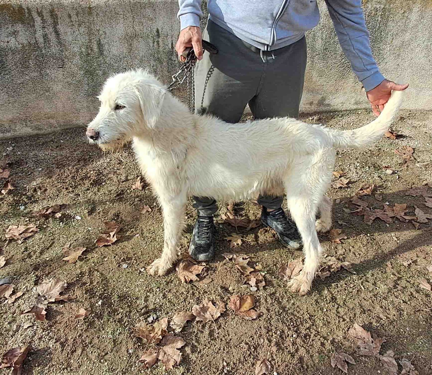 podenco marques valdueza setter alano rehala caza mayor menor jabali jabalí ciervo corzo venado coto veda rayón muflon monte