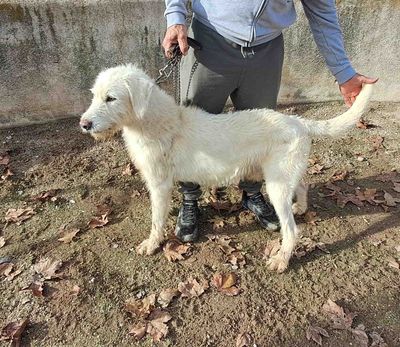 podenco marques valdueza setter alano rehala caza mayor menor jabali jabalí ciervo corzo venado coto veda rayón muflon monte