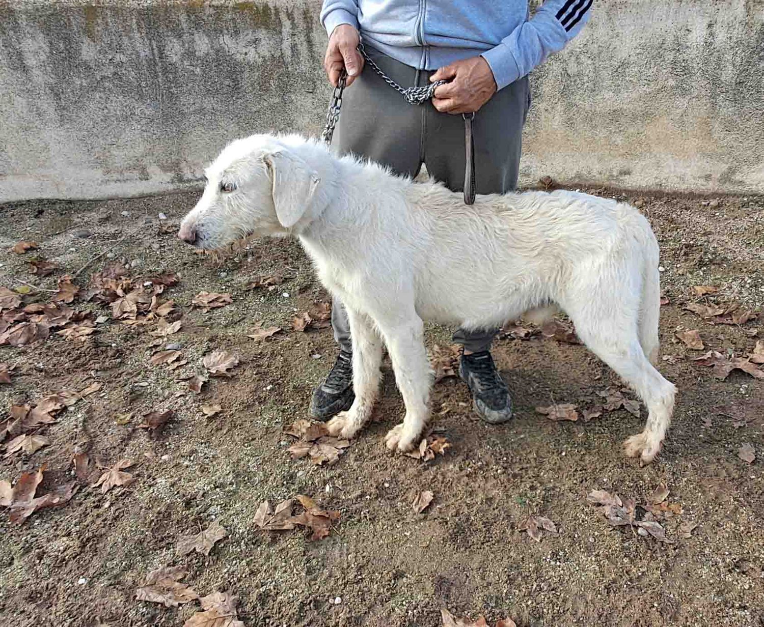 podenco marques valdueza setter alano rehala caza mayor menor jabali jabalí ciervo corzo venado coto veda rayón muflon monte