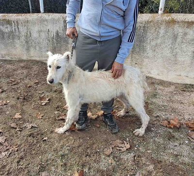 podenco marques valdueza setter alano rehala caza mayor menor jabali jabalí ciervo corzo venado coto veda rayón muflon monte
