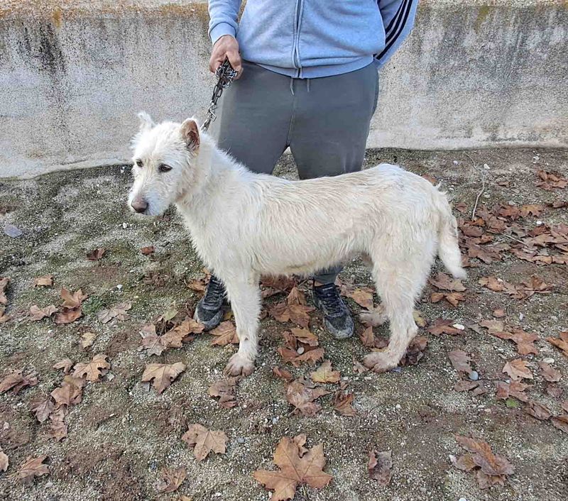 podenco marques valdueza setter alano reala caza mayor menor jabali jabalí ciervo corzo venado coto veda rayon muflon monte