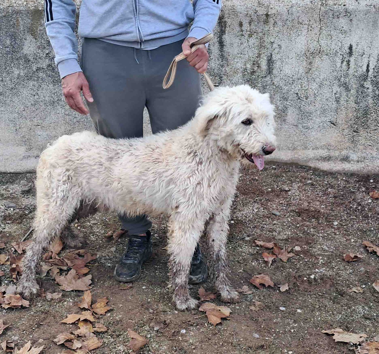podenco marques valdueza setter alano rehala caza mayor menor jabali jabalí ciervo corzo venado coto veda rayón muflon monte