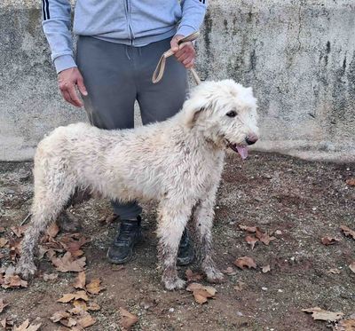 podenco marques valdueza setter alano rehala caza mayor menor jabali jabalí ciervo corzo venado coto veda rayón muflon monte