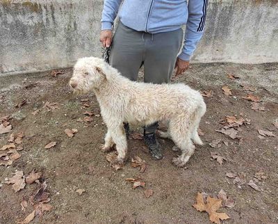 podenco marques valdueza setter alano rehala caza mayor menor jabali jabalí ciervo corzo venado coto veda rayón muflon monte