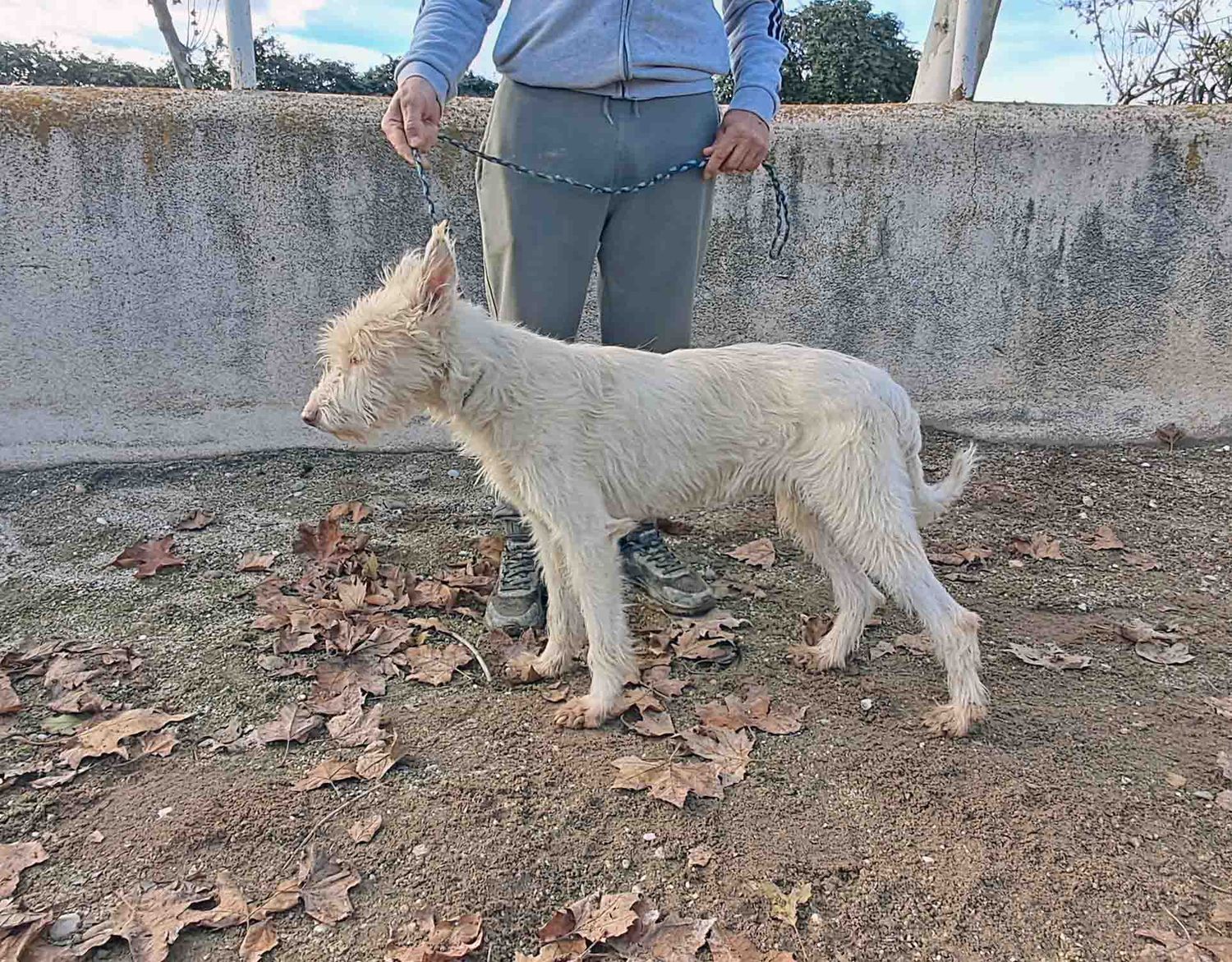 podenco marques valdueza setter alano rehala caza mayor menor jabali jabalí ciervo corzo venado coto veda rayón muflon monte