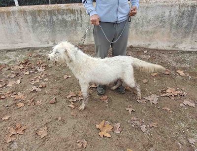 podenco marques valdueza setter alano reala caza mayor menor jabali jabalí ciervo corzo venado coto veda rayon muflon monte