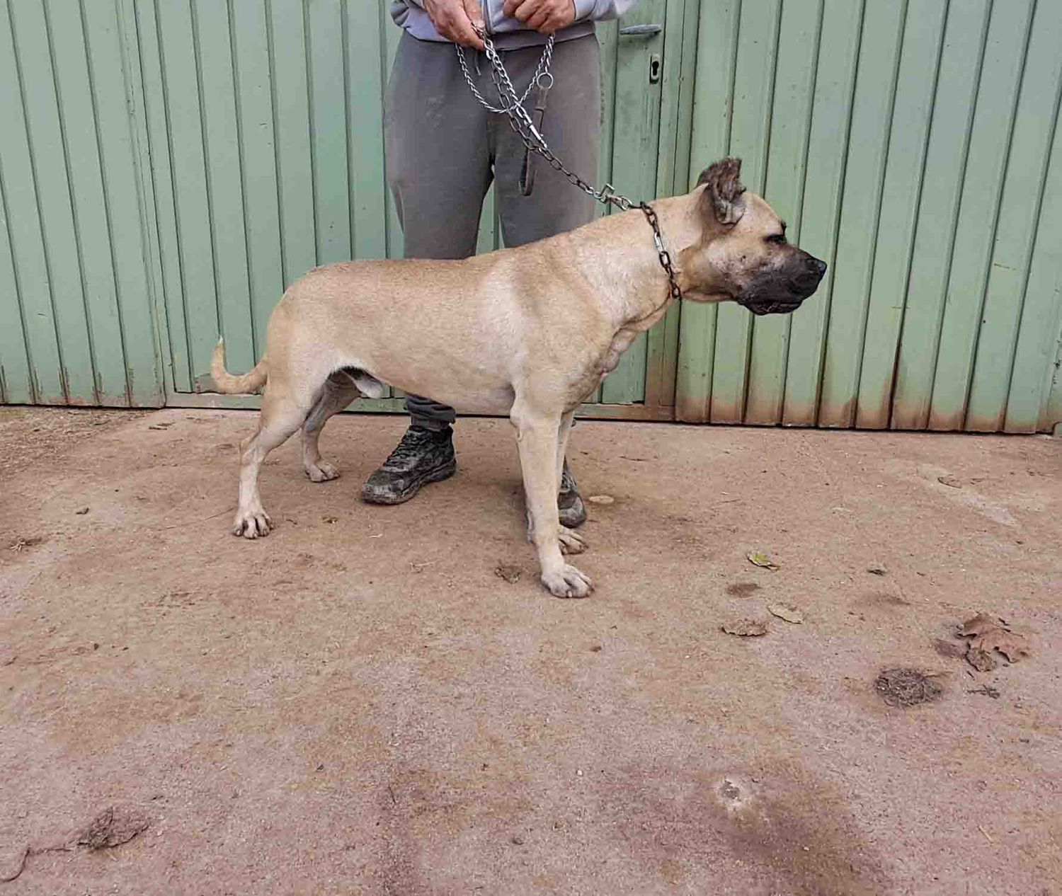 podenco marques valdueza setter alano rehala caza mayor menor jabali jabalí ciervo corzo venado coto veda rayón muflon monte