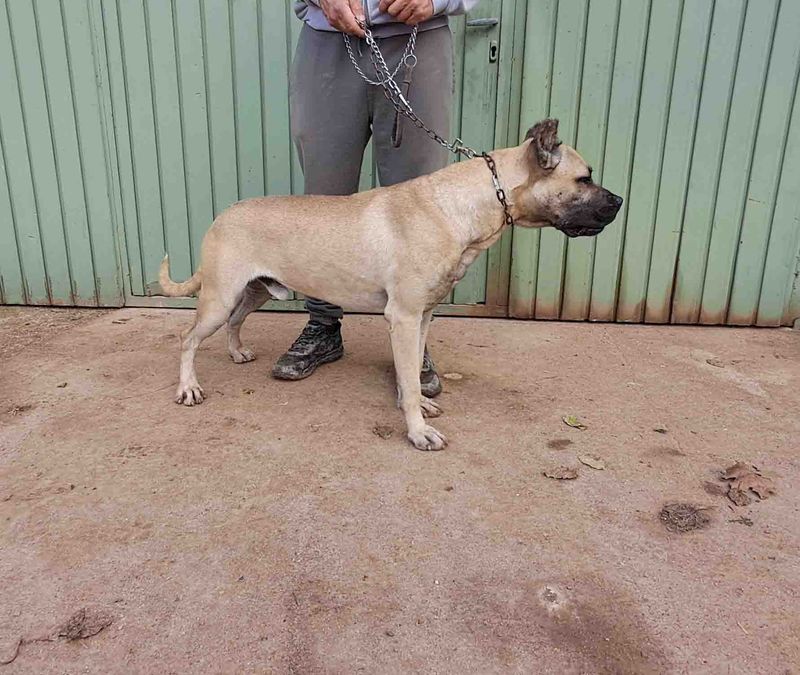 podenco marques valdueza setter alano rehala caza mayor menor jabali jabalí ciervo corzo venado coto veda rayón muflon monte
