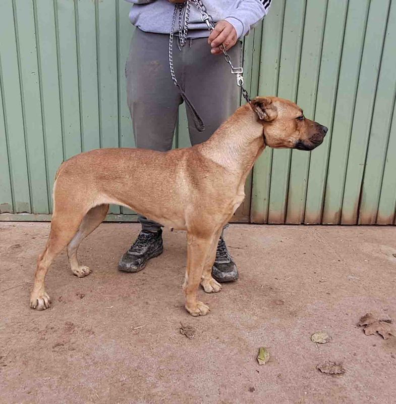 podenco marques valdueza setter alano reala caza mayor menor jabali jabalí ciervo corzo venado coto veda rayon muflon monte