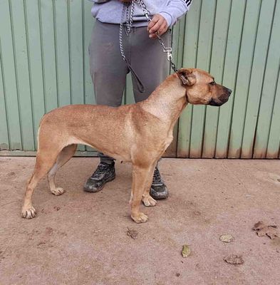 podenco marques valdueza setter alano reala caza mayor menor jabali jabalí ciervo corzo venado coto veda rayon muflon monte