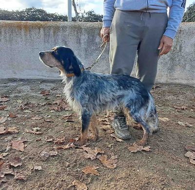 podenco marques valdueza setter alano reala caza mayor menor jabali jabalí ciervo corzo venado coto veda perdiz conejo muflon
