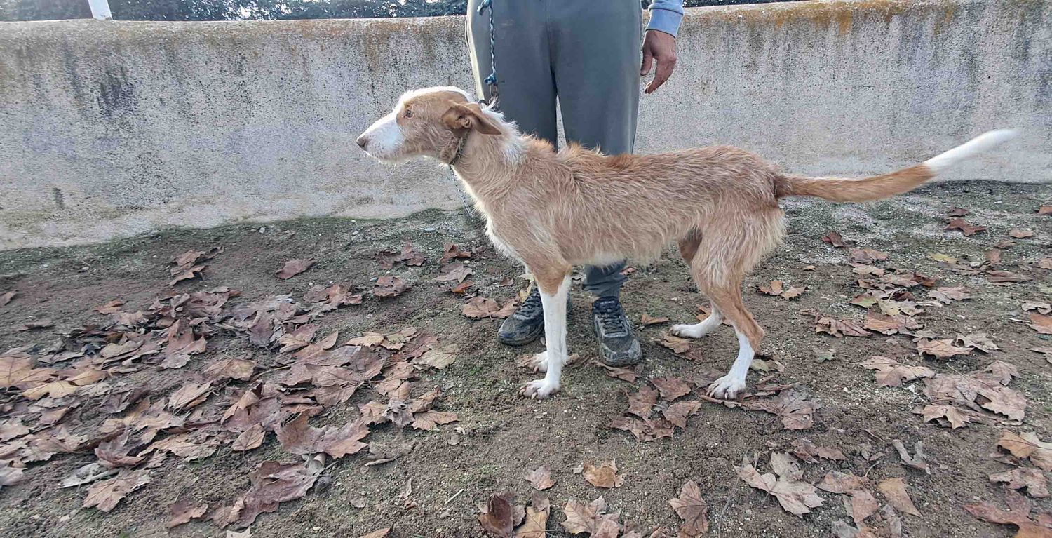 podenco marques valdueza setter alano rehala caza mayor menor jabali jabalí ciervo corzo venado coto veda rayón muflon monte