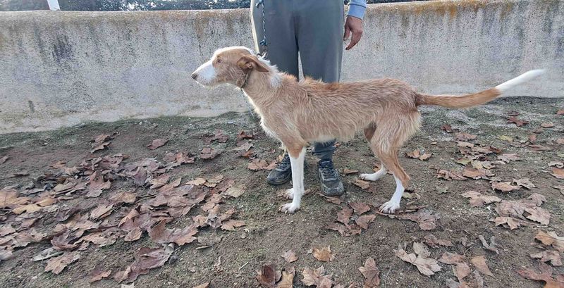 podenco marques valdueza setter alano rehala caza mayor menor jabali jabalí ciervo corzo venado coto veda rayón muflon monte